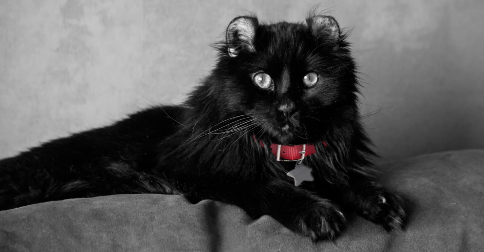 all black cat breeds