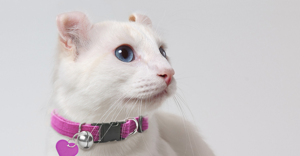 Meet The White Cat Breeds Petfinder