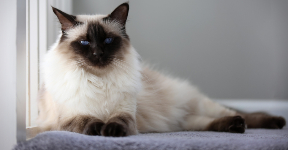 siberian cat cats dander