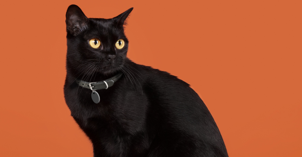 black cat with orange eyes