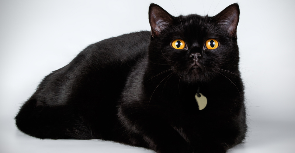 short haired black cat breed