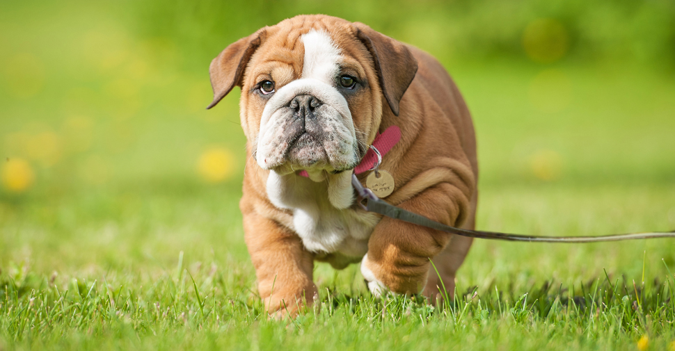 10 top cutest dogs