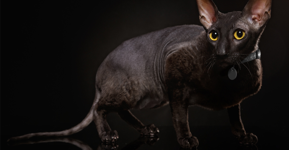 Chat Cornish Rex noir sur fond noir, yeux clairs