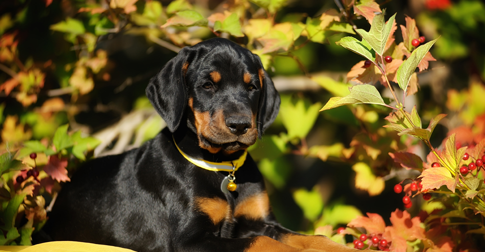 are dobermans smart dogs