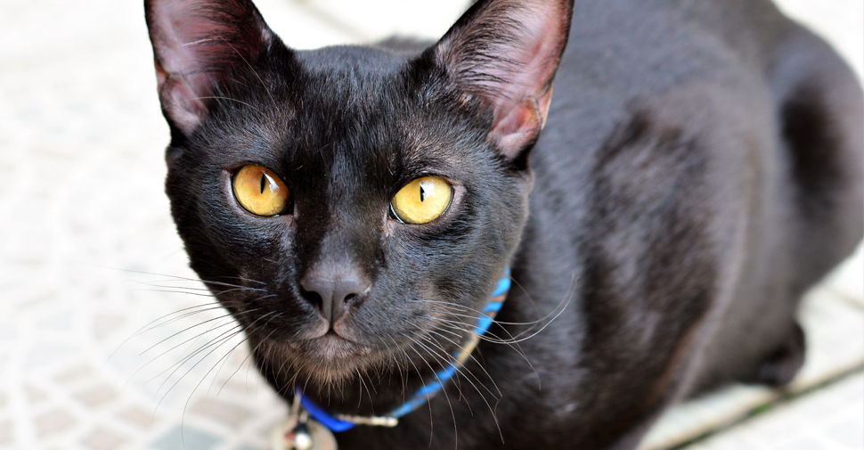 short haired black cat breed