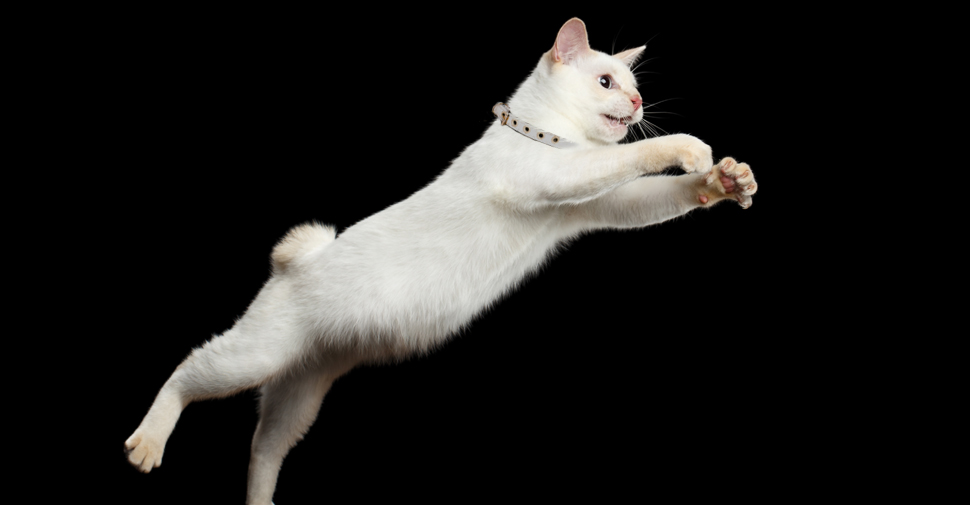 cat jumping over gate