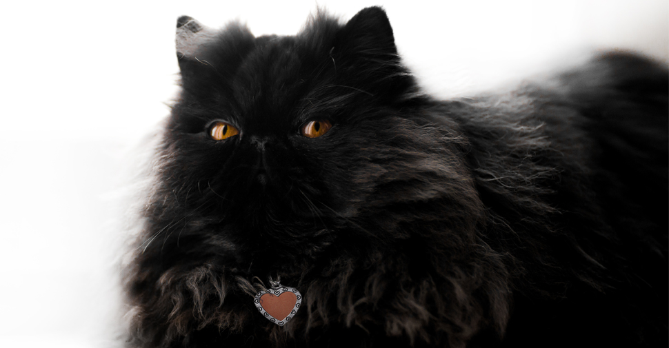 black hairy cat