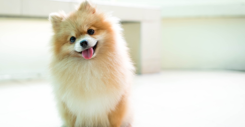 cutest dog breeds