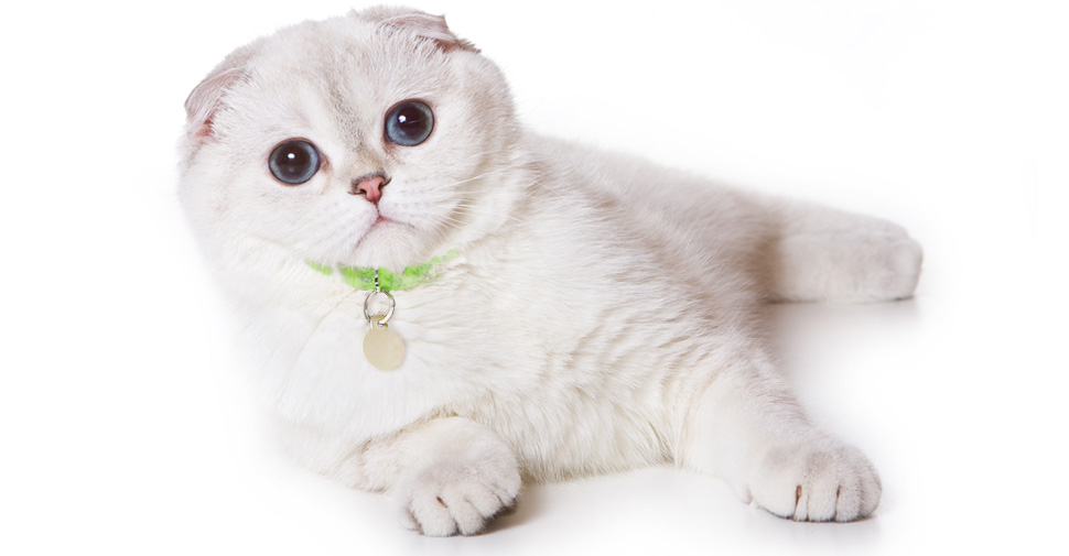 white cat with grey ears and tail