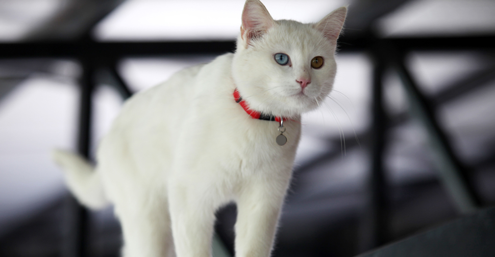 Short hair Turkish Van white cat breed with one orange eye and one blue eye.