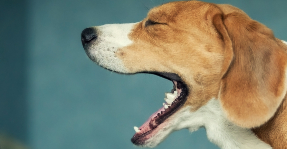 antibiotics for kennel cough in dogs