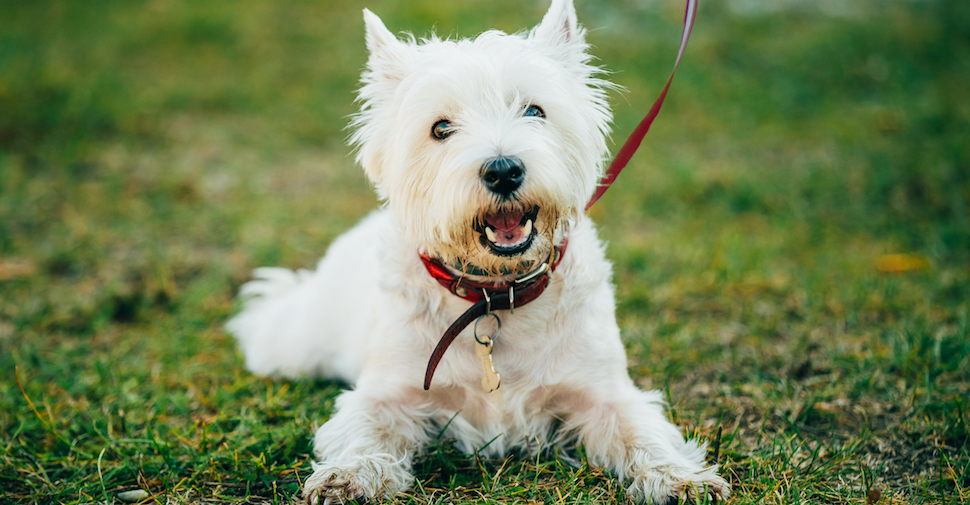 The Second Hand Dog Rescue