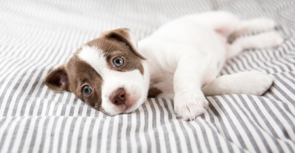 small mixed breed puppies