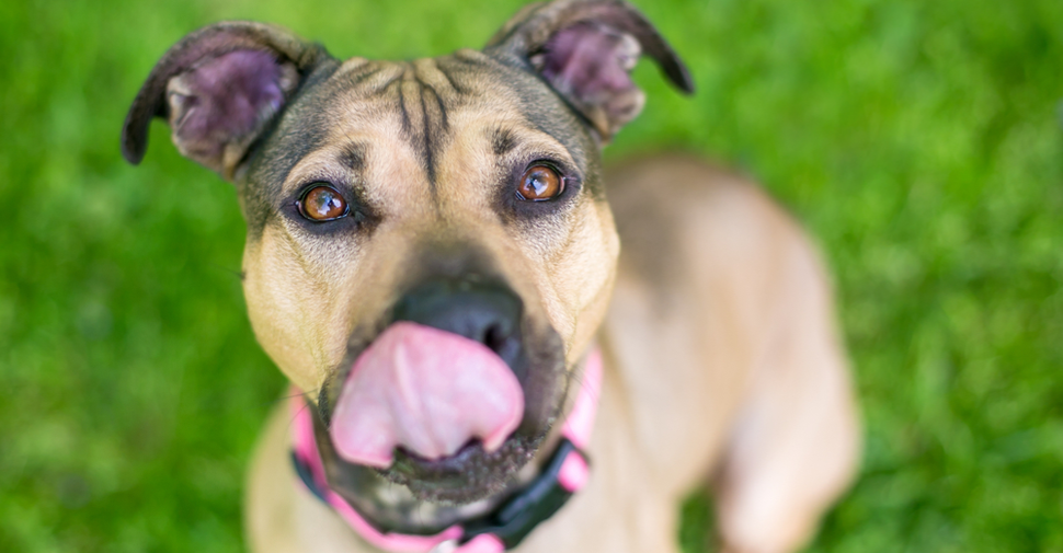 Dog licking his nose