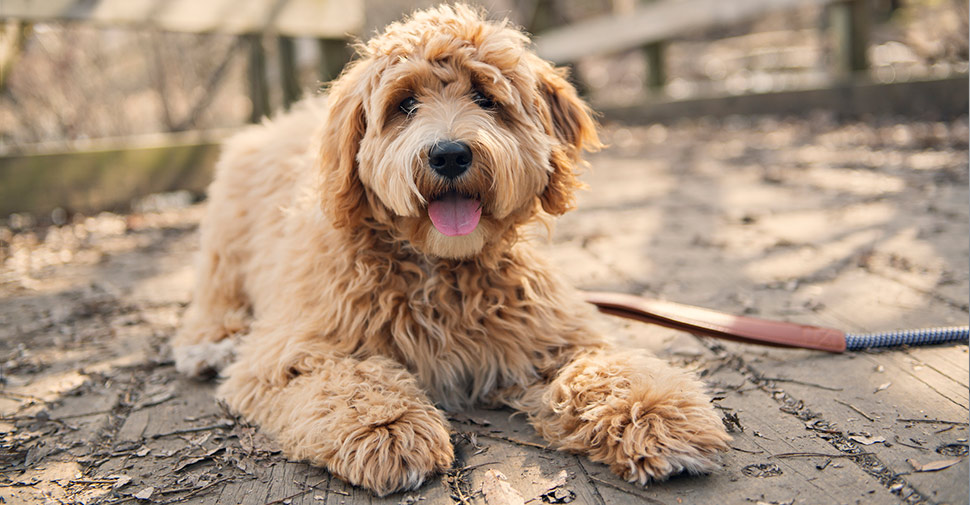 Goldendoodle Dog Breed Profile Petfinder