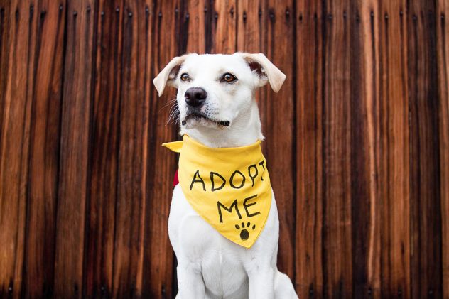 A white dog with 'Adopt Me' tag around his neck