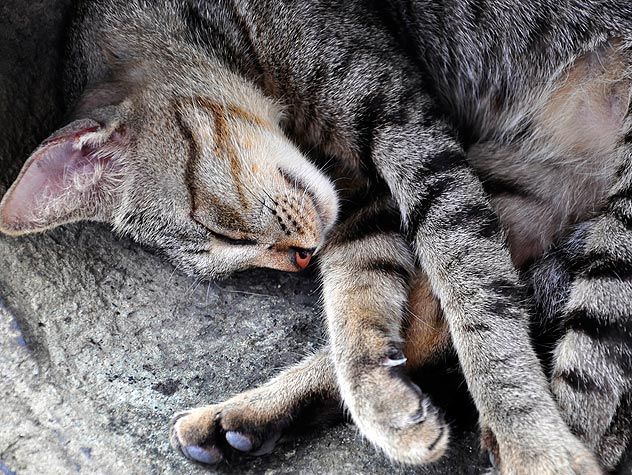 cat sleeping