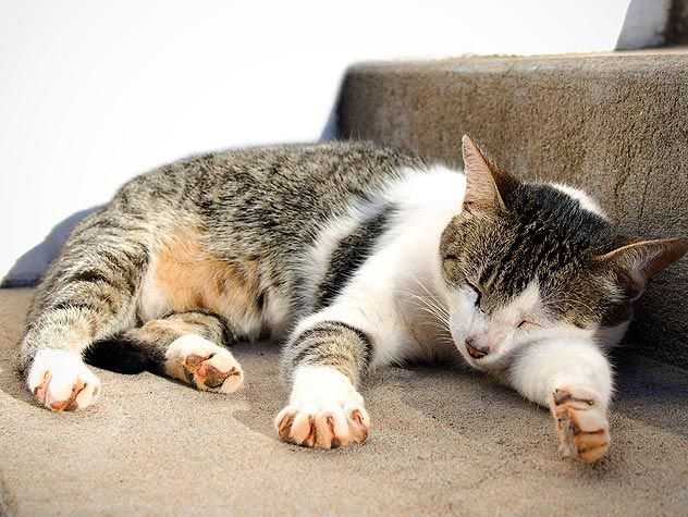 cat sleeping on stairs