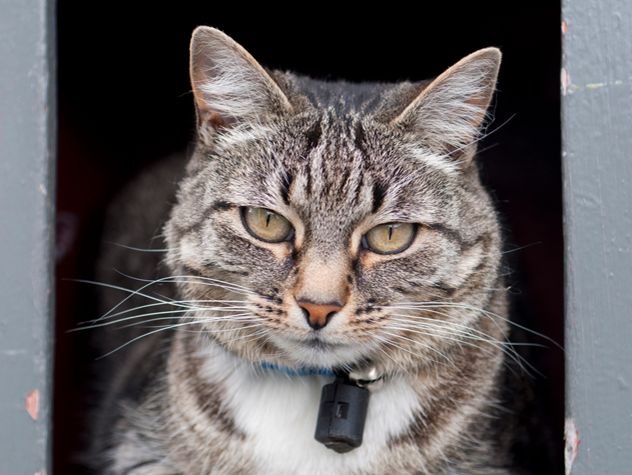 cat staring