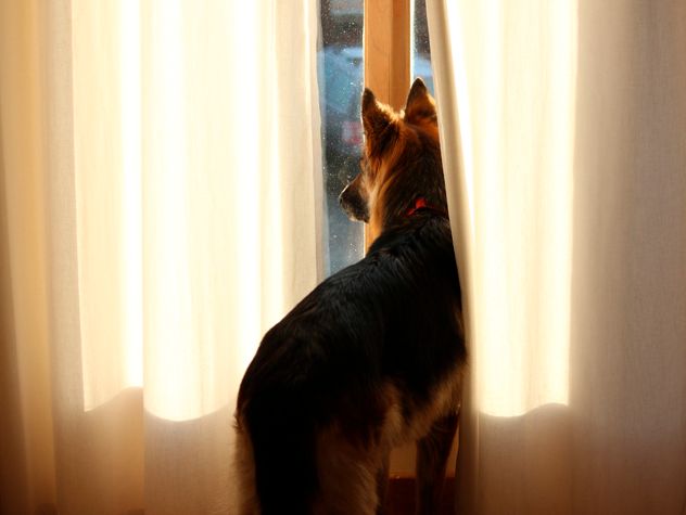 dog looking out window