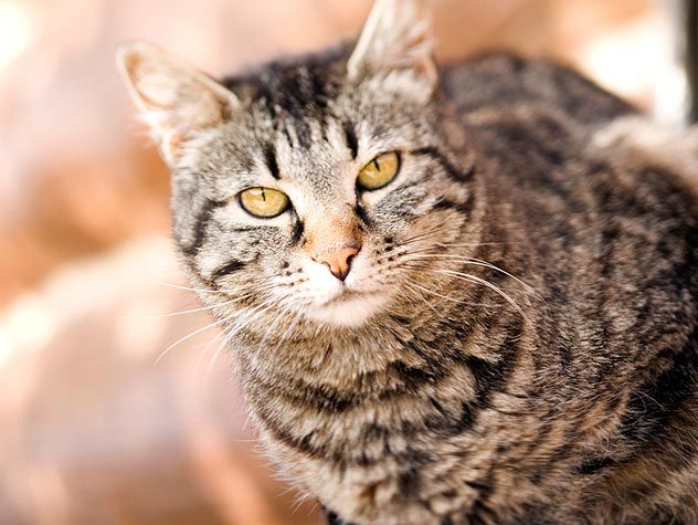 cat staring