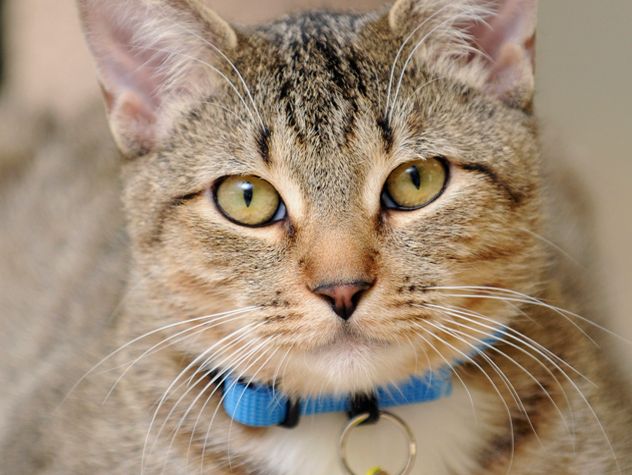 cat with blue collar