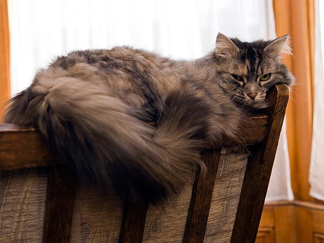cat sitting on chair