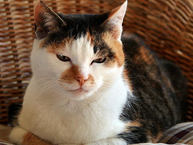 black and white cat in a basket