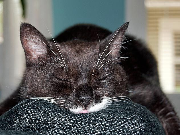 black cat sleeping