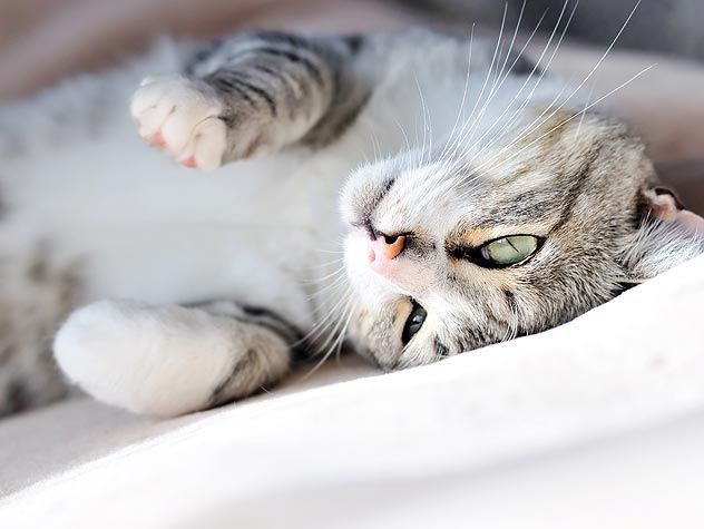 cat laying on back