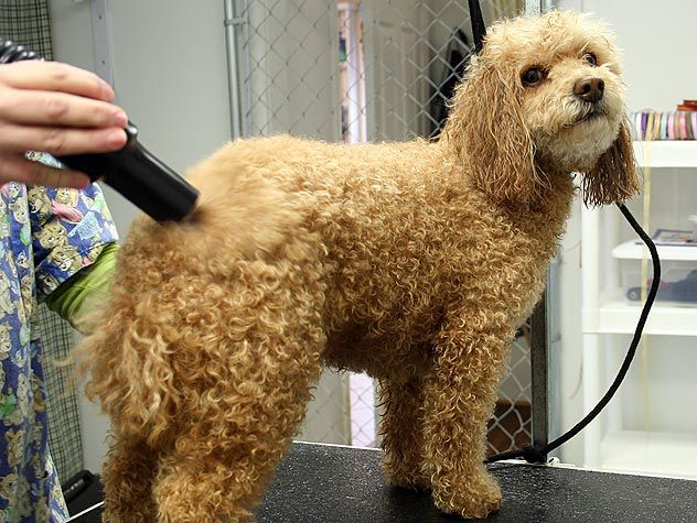 dog at a groomer