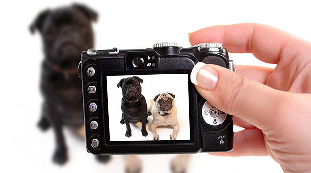camera taking a picture of dogs